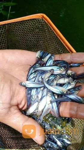 Bibit Ikan Patin Dengan Berbagai Ukuran