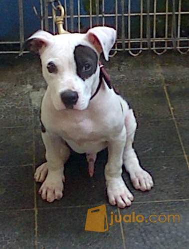 Anakan Apbt Pitbull Purebreed Bandung Jualo