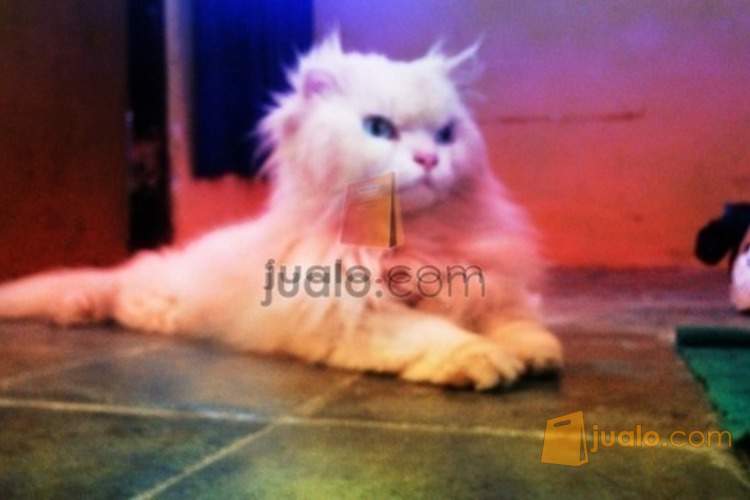 Hibah Kucing Persia Kab Jember Jualo