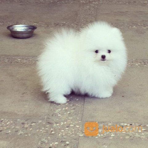  Anjing Mini Pom  Denpasar Jualo