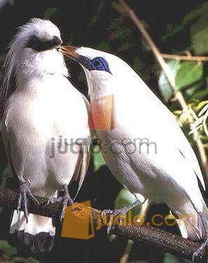 jual burung jalak bali Denpasar Jualo jual burung jalak bali Denpasar Jualo