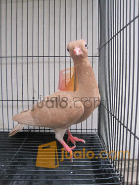 Merpati Hias Jenis Wina Bandung Jualo