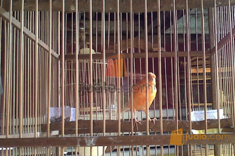 Jual Kenari Red Vektor Padalarang Jualo