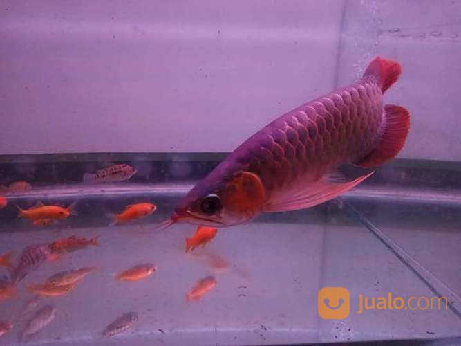 Ikan Arwana Super Red Jenis Chili Jakarta Selatan Jualo