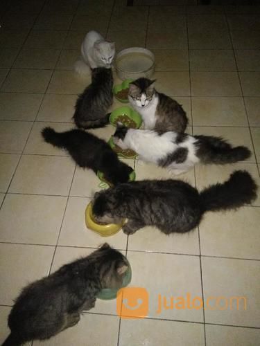 Bagi Penggemar2 MEONG Yuk Cek Aja Disini...