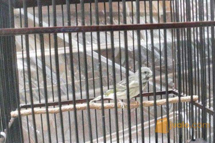 Sepasang Burung Blackthroat Gacor Suara Nyaring Semarang Jualo