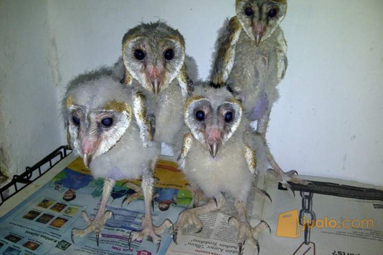 Anakan Burung Hantu Tyto Alba Surabaya Jualo