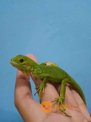 Green Dan Red Iguana Kab Sidoarjo Jualo