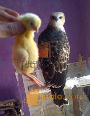 11+ Burung elang hitam putih terbaru