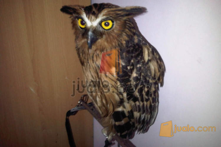 Burung Hantu Buffy Fish Owl Malang Jualo