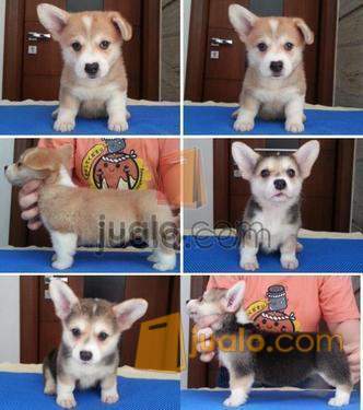 Anjing Pembroke Welsh Corgi Denpasar Jualo