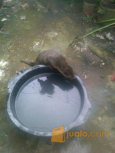 Berang Berang Wergol Kab Kendal Jualo