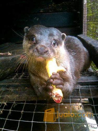 Berang Berang Wergol Kab Kendal Jualo