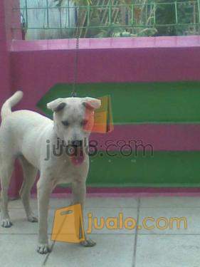 Anjing Labrador Mix Kintamani Bandung Jualo