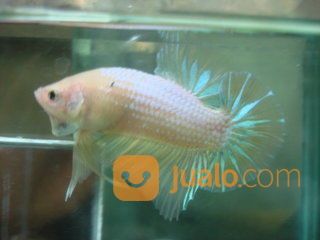 Ikan Cupang Betta Giant Putih Bo 6cm Palu Sulawesi Tengah Palu Jualo