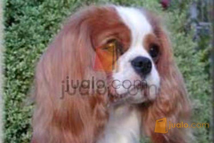 jual cavalier king charles spaniel