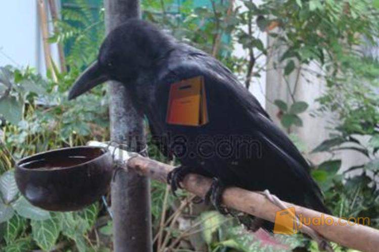  Jual Burung  Gagak Hitam Jinak Mojokerto Jualo