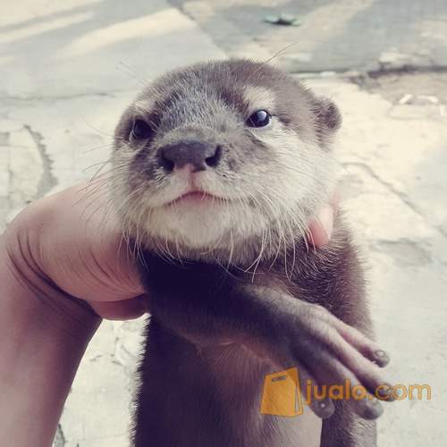 Berang Berang Otter Sero Bekasi Jualo