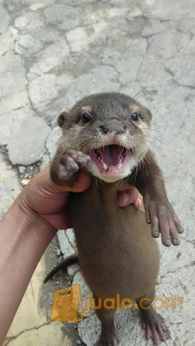 Berang Berang Otter Sero Bekasi Jualo
