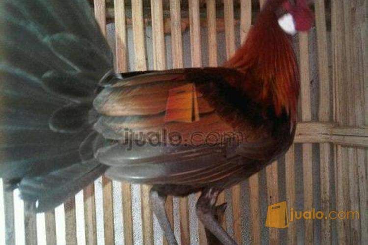 Ayam Hutan Merah Sumatera Asli Palembang Jualo