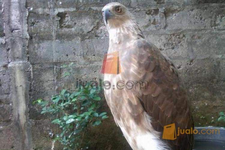 jual burung  elang  wbse juve Yogyakarta Jualo