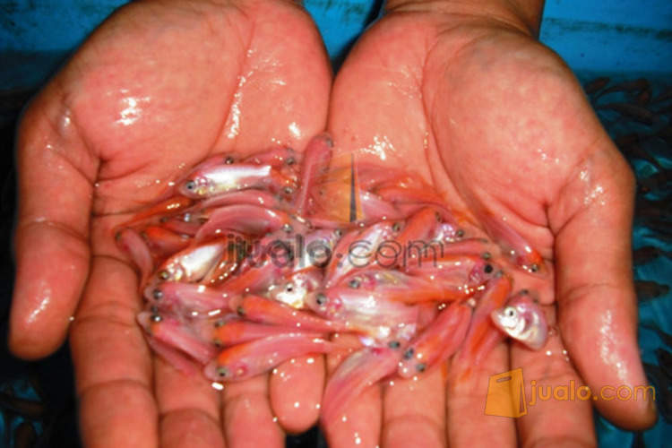 Bibit ikan nila merah super gb Tangerang Jualo