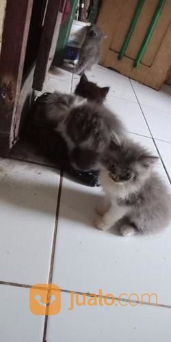  Jual  Beli Kucing  Peliharaan  Baru 11 Jualo