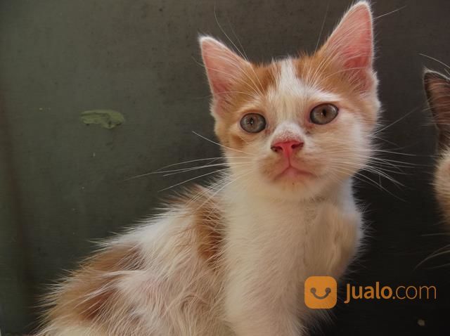 Anak Kucing Jantan Blasteran | Depok | Jualo