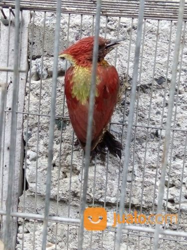 33++ Burung pelatuk bawang terbaru