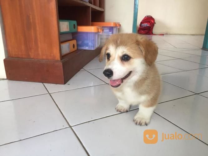 37+ Harga anjing welsh corgi download