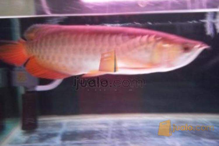 Ikan Arwana Golden Red 40cm 3 500 000 Jakarta Jualo