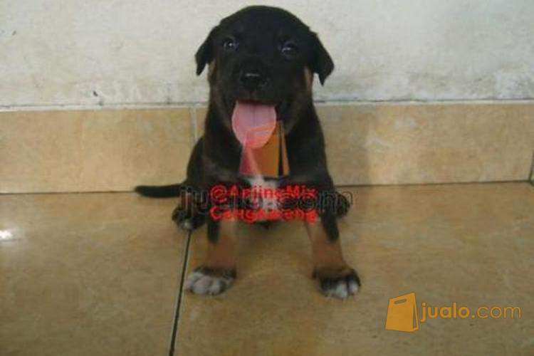 Jual Aneka Anjing Campuran Mix Breed Jakarta Jualo