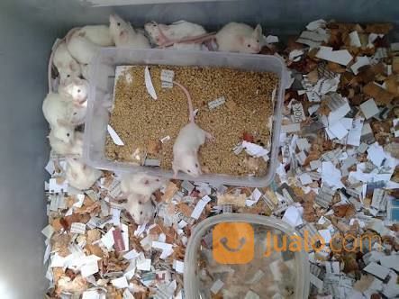 Tikus Putih Bogor Bogor Jualo