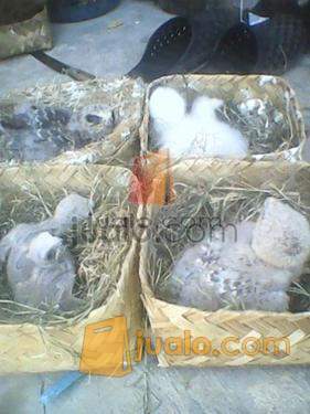 Jual Alap Alap Tikus Bwk Chick Murah Brew Kab Subang Jualo