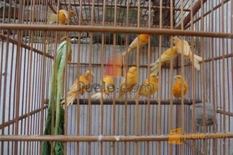 31+ Jual burung kenari merah di bandung terupdate