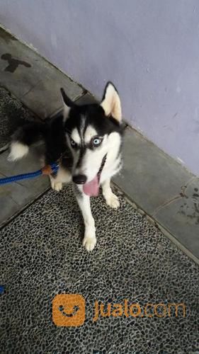 Husky Siberian Jantan Umur 7 Bulan Ada Tatto Ada Surat Wa Tlpn 0817 6811 689 Tangerang Jualo