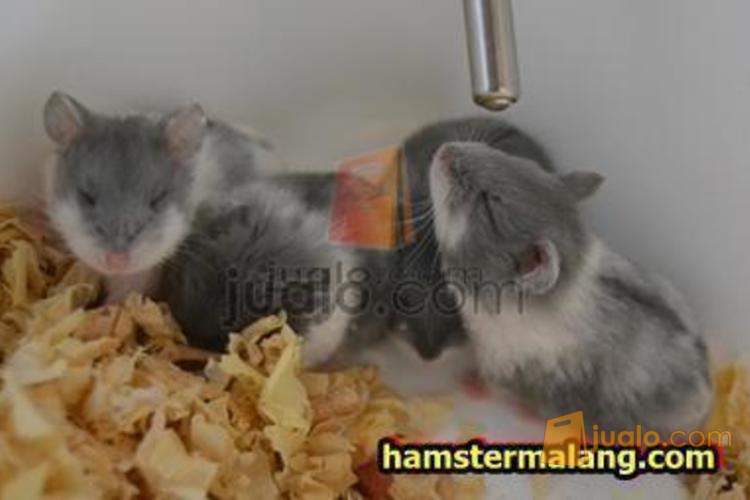 Jual Hamster Campbell Jual Hamster di Malang | Malang | Jualo