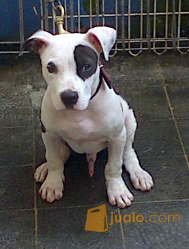 35++ Harga anjing pitbull anakan update