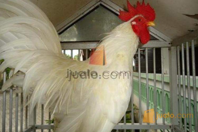 Ayam Ketawa Asli Makassar Turunan Kuntilanak Surabaya Jualo
