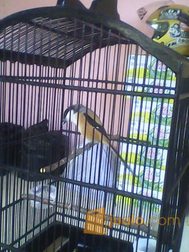 Burung Cendet Gacor Pasuruan Jualo