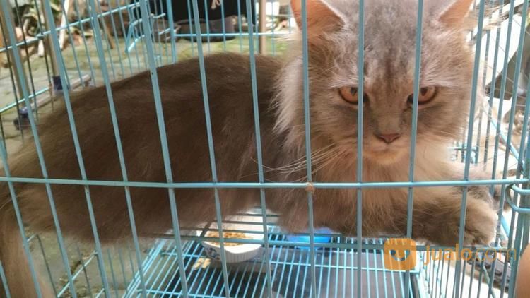Adopsi Kucing Himalaya Dan Persia di Kota Jakarta Timur, DKI Jakarta