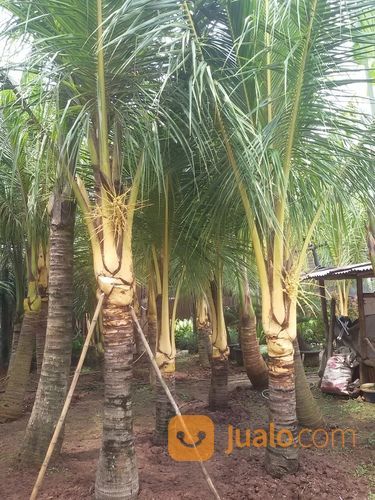  Pohon  Kelapa  Gading  Hybrida Bogor Jualo