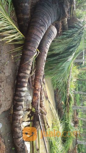  Pohon  Kelapa  Gading Kelapa  Kuning Kelapa  Sayur Tangerang 