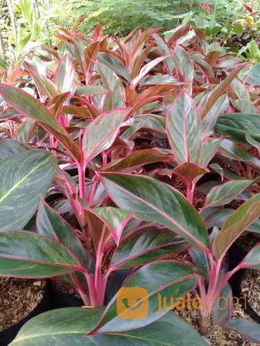 Tanaman Hias Aglaonema Lipstik Bogor Jualo