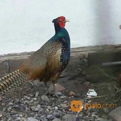 Harga Ringneck Pheasant Lebih Murah Daripada Jenis Pheasant Lainnya