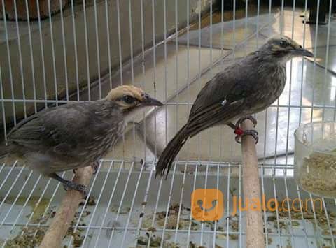 Anakan Sepasang Cucak Rowo Super Ropel Sumatra Depok Jualo