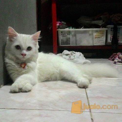 Anak Kucing Persia mix Anggora (Putih Cerah) CIREBON ...