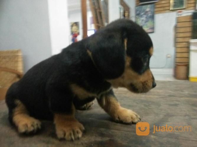 21++ Jual anjing akita surabaya update