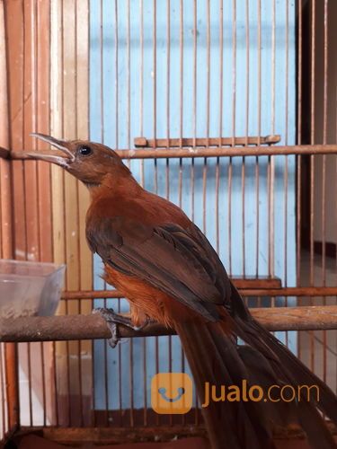 28++ Burung cucak rowo papua terbaru