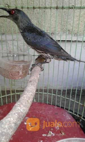 Cucak Keling Trotol Jantan Bekasi Jualo